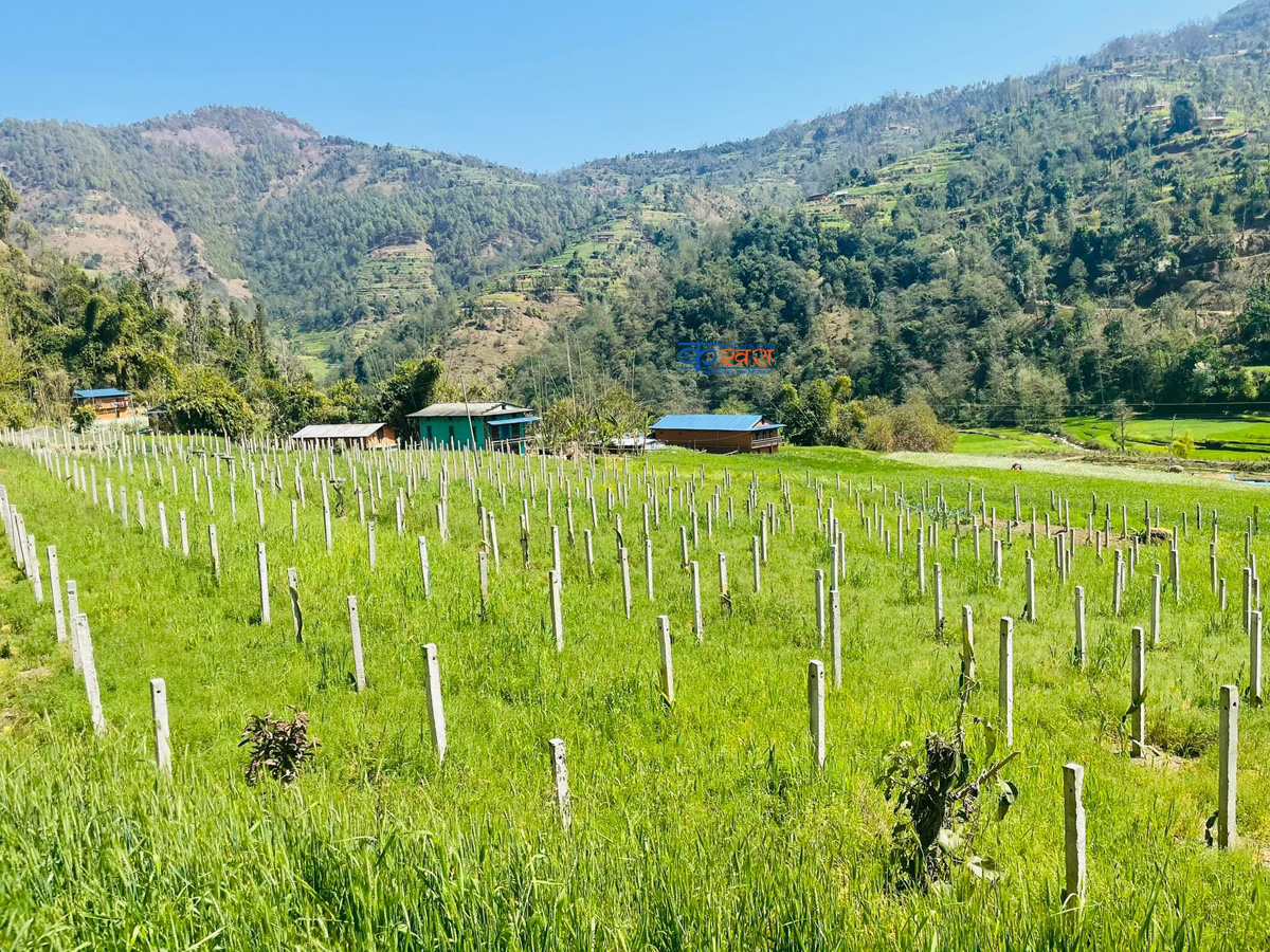 त्रिवेणीको बैराबाङमा ड्रागन फ्रुटको व्यवसायिक खेती